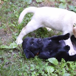 Labrador Retriever Puppies from Gray Light Kennels