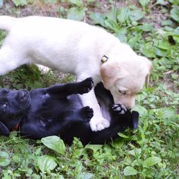 Labrador Retriever Puppies from Gray Light Kennels