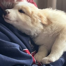 Border Collie Puppies from Buttonwillows Farm Border Collies