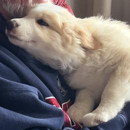 Border Collie Puppies from Buttonwillows Farm Border Collies