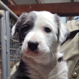 Border Collies from PPR BORDER COLLIES