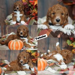 Twizzler - Red  female Goldendoodle puppy in Sioux Falls, South Dakota from Dolly's Doodles