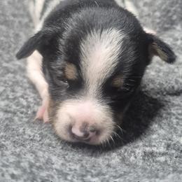 Valor - White and black male Teddy Roosevelt Terrier puppy in Murray, Kentucky from Froschwald German Shepherds and Xanadu Teddy Roosevelt Terriers