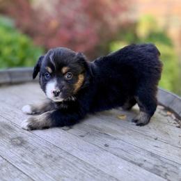 Truffle Kerfuffle - Black tri female Miniature Australian Shepherd puppy in Dayton, Washington from Rafter 22 Aussies