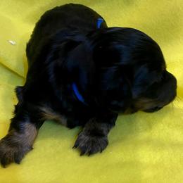 NICKI AKC REGISTERED MALE - Black and tan male Dachshund puppy in Elizabethtown, Kentucky from Teeny Tiny Puppy Tails