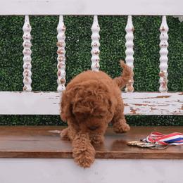 Australian Labradoodle Puppies from New England Labradoodles