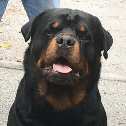 Rottweiler All Grown Up from Medieval Rottweilers