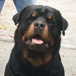 Rottweiler All Grown Up from Medieval Rottweilers