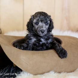 Poodle Puppies from Solid Oak Ranch