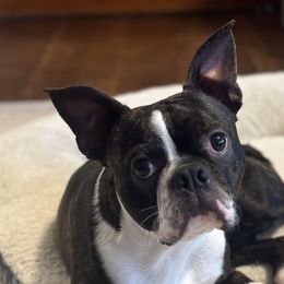 Bodie - Boston Terrier