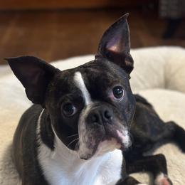 Bodie - Boston Terrier