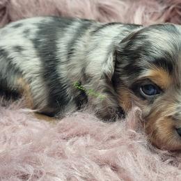 Cy - Blue merle male Miniature Australian Shepherd puppy in Deer Park, Washington from Rodeo Aussies