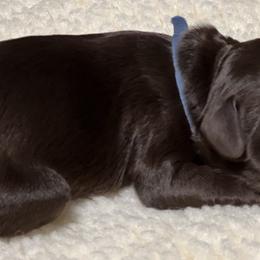 Australian Labradoodle Puppies from Happy-Go-Lucky Australian Labradoodles