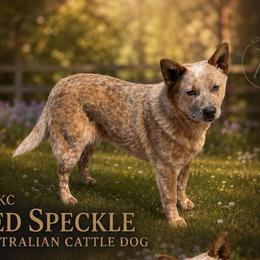 Bitty - Australian Cattle Dog