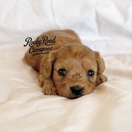 Cupcake - Red female Cavapoo puppy in Nashville, Arkansas from Rocky Road Puppies
