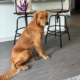 Aussiedoodles, Cavapoos, Cockapoos, Cocker Spaniels, Goldendoodles, and Golden Retrievers from Hunting Creek Kennels