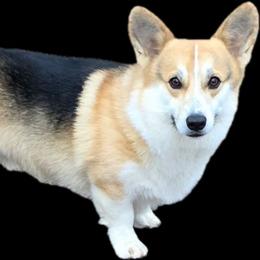 Tucker - Red male Pembroke Welsh Corgi puppy in Charleston, Arkansas from Hilltop Corgis