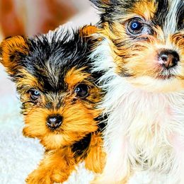 Yorkipoos and Yorkshire Terriers from Pup Moi Furrever Pets