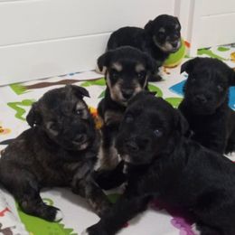 Video of Litter - Miniature Schnauzer puppy from Schnauzer Affinity