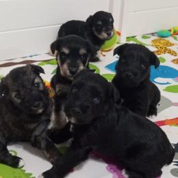 Video of Litter - Miniature Schnauzer puppy from Schnauzer Affinity