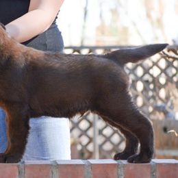 Beagle and Labrador Retriever Puppies from Jackpot Farms