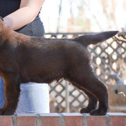 Beagle and Labrador Retriever Puppies from Jackpot Farms