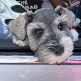 Miniature Schnauzer Puppies from L & R Miniature Schnauzers