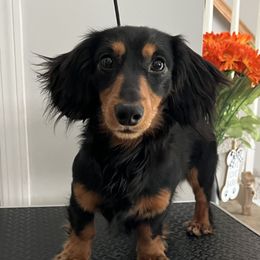 Watson - Dachshund