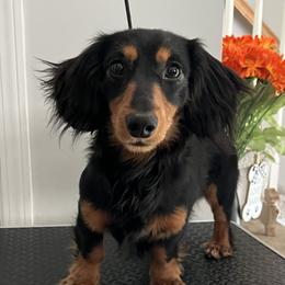 Watson - Dachshund