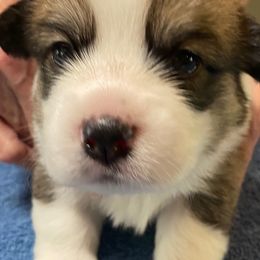 Pembroke Welsh Corgi Puppies from Silver Mae Kennel
