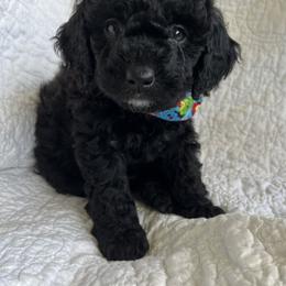 Bernedoodle Puppies from Birdies Mini Bernedoodles