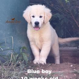 Blue boy - Light golden male Golden Retriever puppy in Knoxville, Tennessee from Autumn Lane Goldens