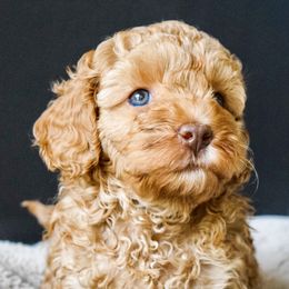 Australian Labradoodle Puppies from Australian Heritage Labradoodles