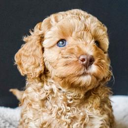 Australian Labradoodle Puppies from Australian Heritage Labradoodles