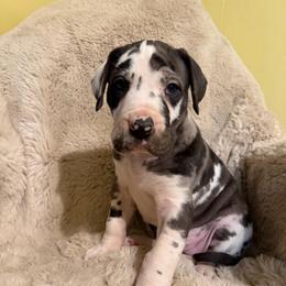 Jellybean - Harlequin female Great Dane puppy in Somerset, Ohio from Quarter Creek Danes