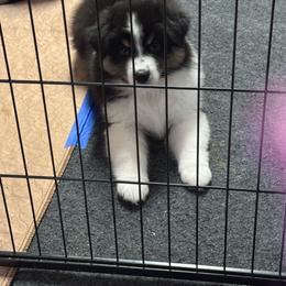 Black girl 2 - Black tri-color female Australian Shepherd puppy in Lancaster, California from Leyline Australian Shepherds