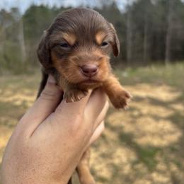 Juliet X Bandit AKC - Chocolate and tan female Dachshund puppy in Delano, Tennessee from Olive Branch Acres