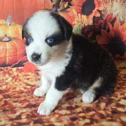Girl 2 - Black tri-color female Australian Shepherd puppy in Lakeland, Florida from Diamond P Australian Shepherds