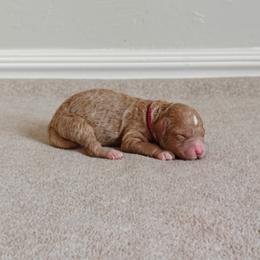 Pink Girl - Apricot female Goldendoodle puppy in Guthrie, Oklahoma from Edmond Doodles, LLC