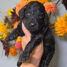 Java (pink collar) - Black female Poodle puppy in Plainfield, New Jersey from Caris Paws Poodles and Labradoodles
