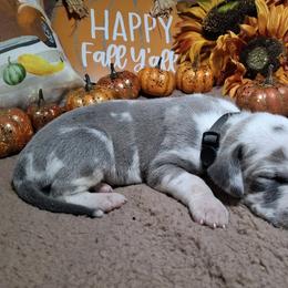 Luis - Harlequin male Great Dane puppy in Seville, Florida from Caddylicious Great Danes