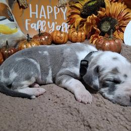 Luis - Harlequin male Great Dane puppy in Seville, Florida from Caddylicious Great Danes