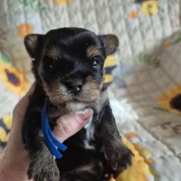 Alex - Black and tan male Yorkshire Terrier puppy in Yadkinville, North Carolina from Yadkinyorkies&Morkies