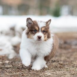 Tinkerbell - Red tri-color female Australian Shepherd puppy in Woodford, Virginia from Skyborne Australian Shepherds