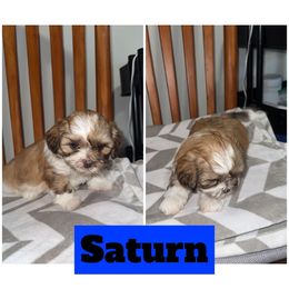 Saturn - Brown and white male Shichon puppy in Mason City, Iowa from Nebula Nest
