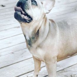 French Bulldogs from Goodbread Frenchies