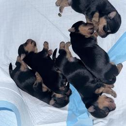 Chase - Black and tan male Yorkshire Terrier puppy in Addis, Louisiana from Cash N Callie