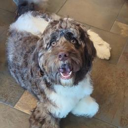 Franklin - male Newfypoo puppy in South Haven, Minnesota from Hidden Haven Poodles and Doodles