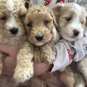 Double Doodle puppies from Krystle’s Premier Doodles