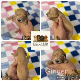 Ginger - Red female Dachshund puppy in Durant, Oklahoma from Big Creek Mini Dachshund